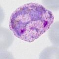 Thumbnail for version as of 21:13, 7 April 2024