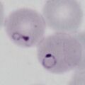 Thumbnail for version as of 12:11, 11 March 2024