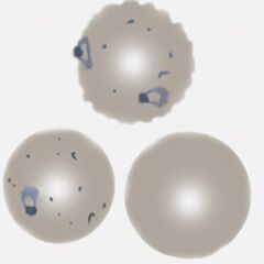 Typical accole forms lying on the edge of the infected erythrocyte