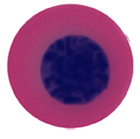 Nucleated erythrocytes