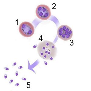 Formation and release of merozoites
