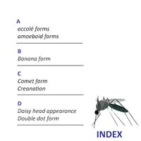 INDEX OF FORMS
