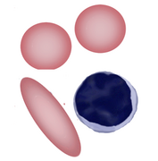 1: Pencil cell