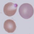 Thumbnail for version as of 14:07, 22 March 2023