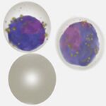 Gametocyte