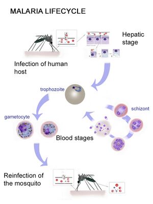 Infection of the mosquito