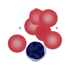 RC C agglutination G.png